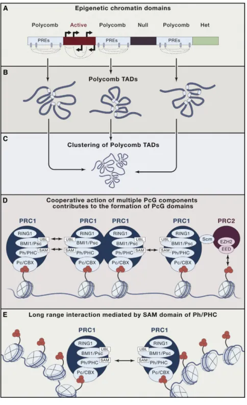 Figure 5. Roles of PcG Proteins in Regu- Regu-lating Higher-Order Chromosome  Orga-nization