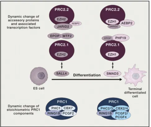 Figure 6. Dynamic Assembly of PRC1 and PRC2 during ES Cell Differentiation Different paralogs of PRC1 core components, such as PCGF or CBX proteins, are incorporated into PRC1 in ESCs or differentiated cells to potentially regulate PRC1 function