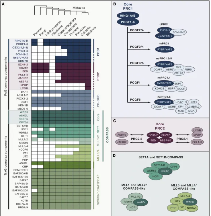 Figure 1. Composition and Evolution of PcG and TrxG Complexes