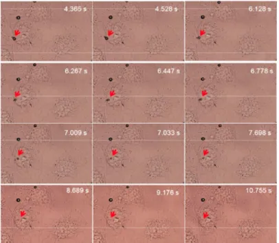 Figure 4:     Experimental setup and a close-up of the fluorescence  configuration  (top  left)