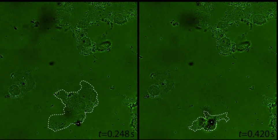 Figure 2: Cell destruction due to bubble–cell interaction at sonication time t. Dotted lines  indicate the cell membrane