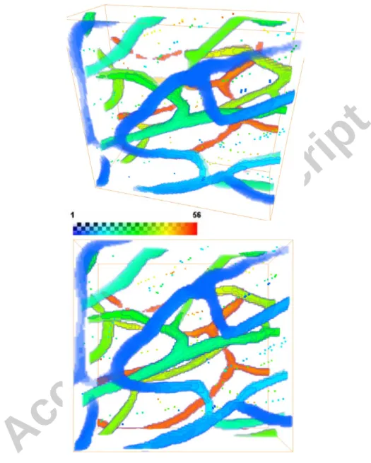 Figure 3: Simultaneous representation of the vascular network contained in the sub-volume of region L1  (~ 120 x 120 x 45 voxels) highlighted by the red box in Fig