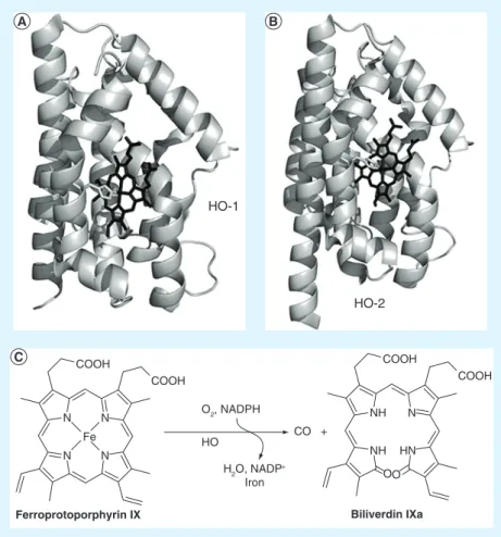 Figure 1. x-ray structures of human heme oxygenases 1 and 2 and their  catalyzed heme degradation