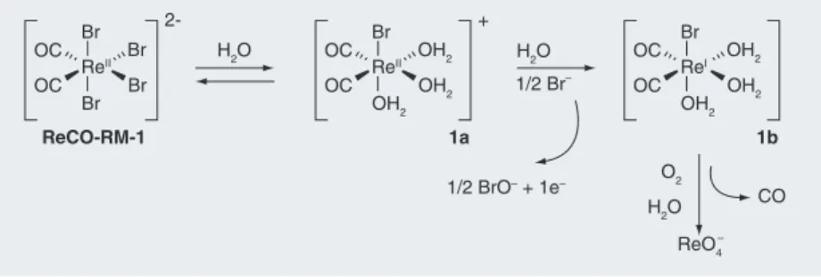 Figure 4. The proposed mechanism underlying the CO loss from an  electronically unsaturated Re-based CO-releasing molecule, and its  subsequent oxidation to the ReO 4-  anion