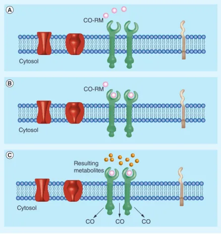 Figure 5. Development of biocompatible-site specific metal-based  CO-releasing molecules