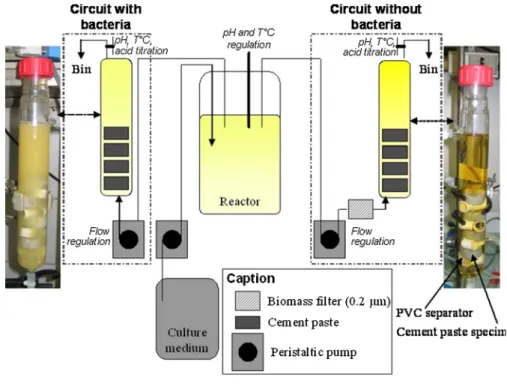 Fig. 5 Cross sections of cement paste specimens exposed to the BMB test for 4 weeks (column with and without bacteria) and to synthetic organic acids in the same hydraulic conditions