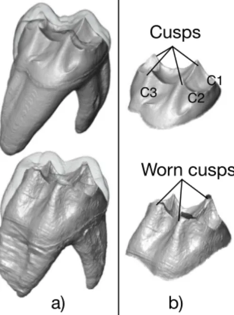 Table 1: Cut cusps in the sample - Percentages are given approximately. 100% indicates we cut the whole cusp, i.e.