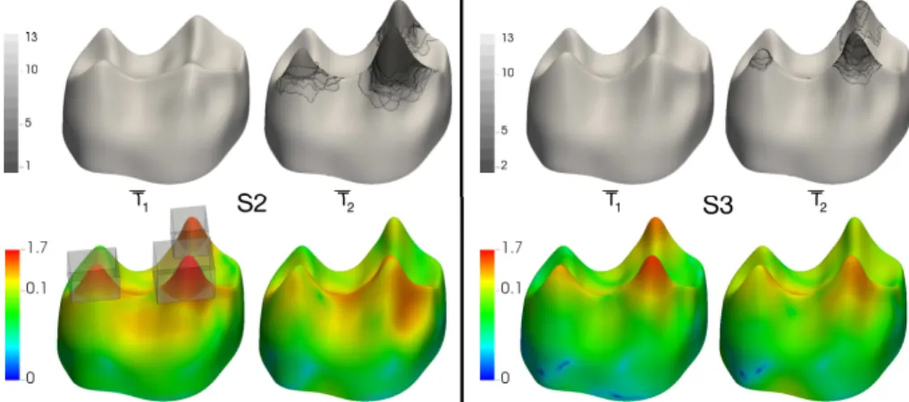 Figure 4: Top; Number of samples used to compute the average shape (left; S2, right; S3) rendered by a pseudo-color scale ranging from black (lowest values) to grey (highest values)