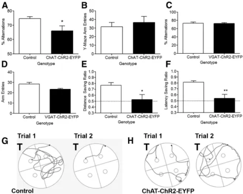 Figure 9. ChAT–ChR2–EYFP mice have deficits in working memory. A, Spontaneous alternations in the Y-maze were used to assess working memory for ChAT–ChR2–EYFP mice