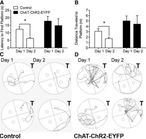 Figure 8. ChAT–ChR2–EYFP mice have deficits in cue memory. Mice were subject to the cued version of the MWM in which they had to associate the platform with a cue
