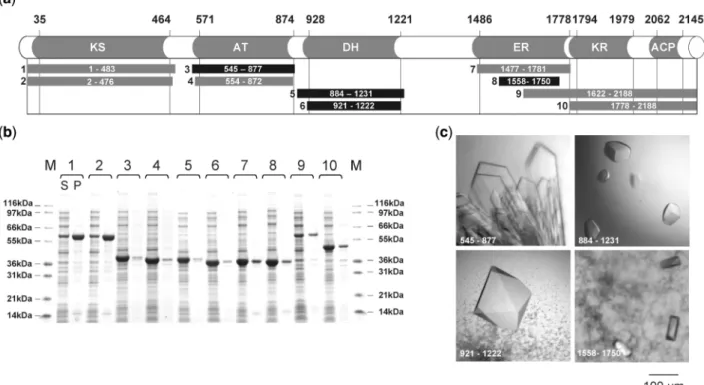 Figure 6. Expression, solubility and crystallization trials of selected PpsC fragments