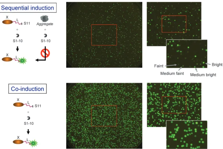 Figure 2. Screening clones using the split-GFP reassembly assay. Images showing cell colony ﬂuorescence from agar plates after sequential induction (solubility reporter) and co-induction (expression reporter) of the GFP 11-tagged protein fragments and its 