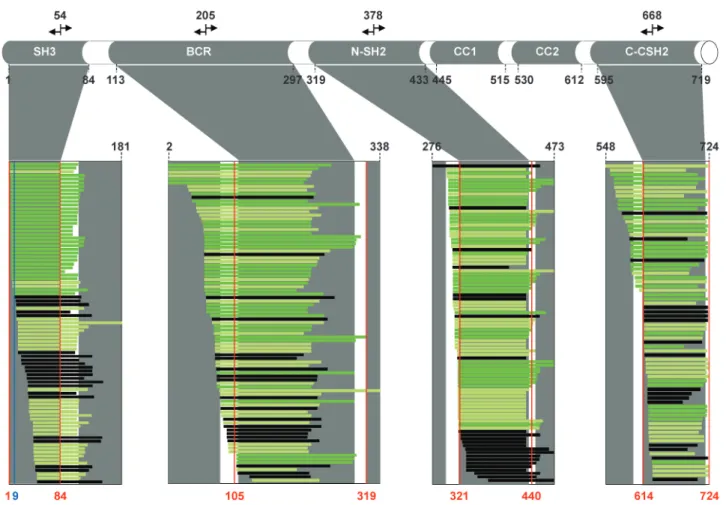 Figure 3. Mapping of the IPCR p85a targeted fragments. IPCRs using oppositely directed primers were used to generate sublibraries of fragments.
