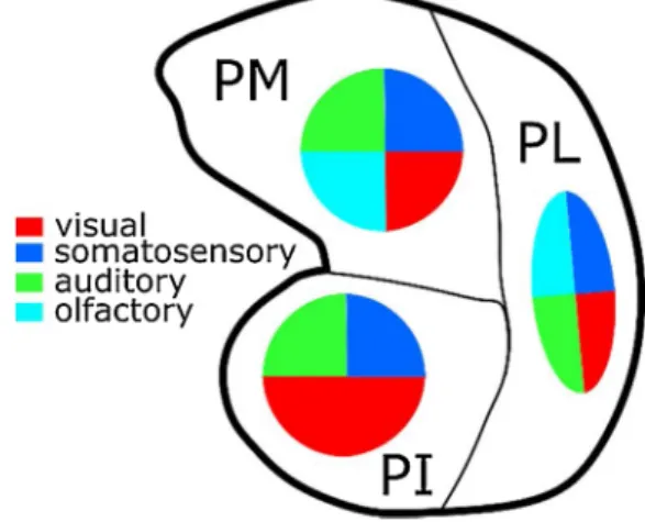 Fig. 3. The pulvinar is highly multisensory.Reported sensory modalities to  which the PI, PL and PM pulvinar subdivisions have been shown to respond to: 