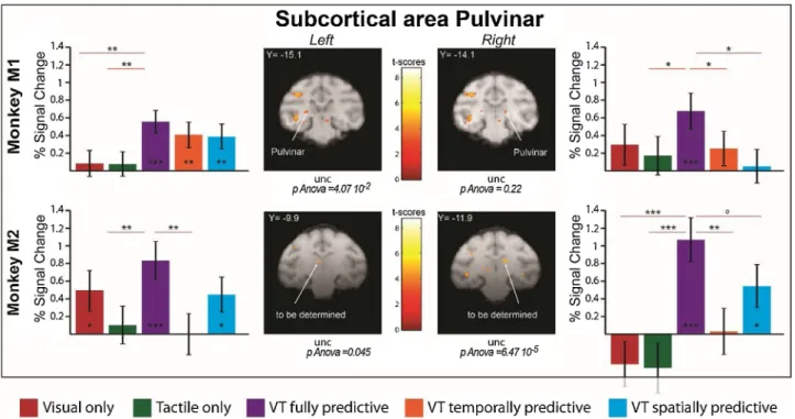 Fig. 4. Temporal and spatial prediction enhances thalamic pulvinar activations in both monkeys