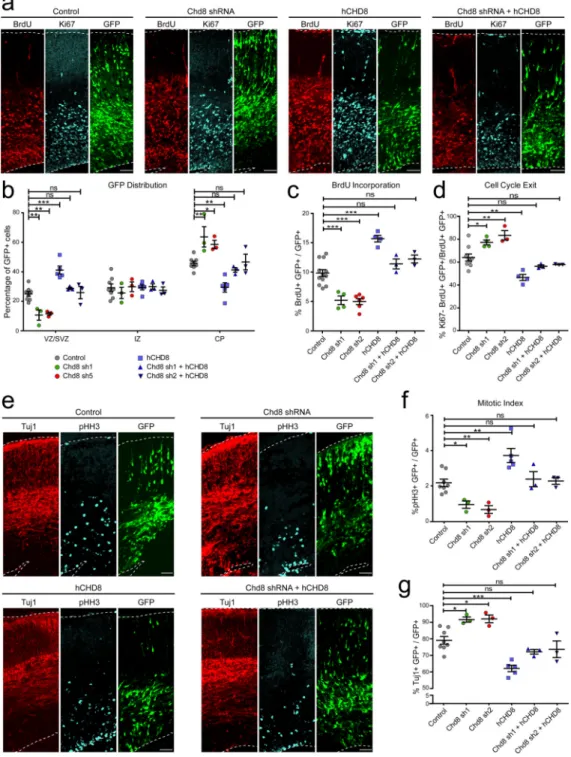 Figure 1. Chd8 regulates neural progenitor proliferation in developing cortex