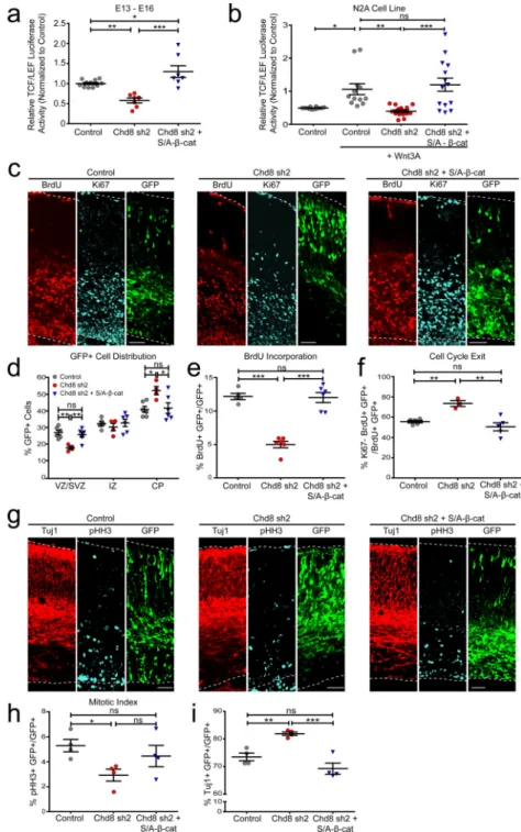 Figure 5. Increased β-catenin rescues phenotypes associated with Chd8 knockdown