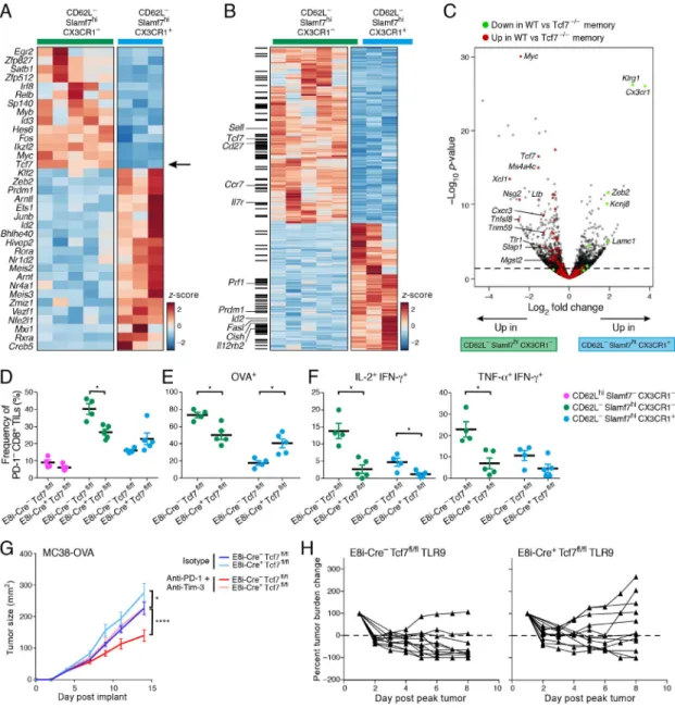 Figure 7. Tcf7 is required for effective anti-tumor responses after immunotherapy