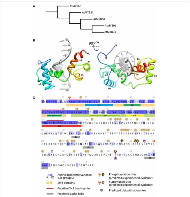 FIGURE 2 | AtMYB30 sequence analysis: relationship with other MYBs, protein motifs and predicted structure