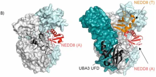 Figure 3 Structures of Ubl E1 activation enzymes reveal insight into the Ubl adenylation   and thioesterification reactions