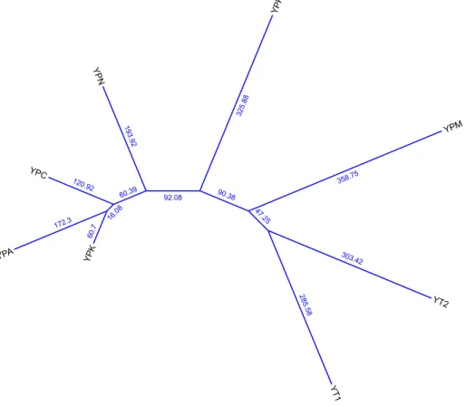 Figure 3: Phylogenetic tree obtained by Egri-Nagy et al. [9]