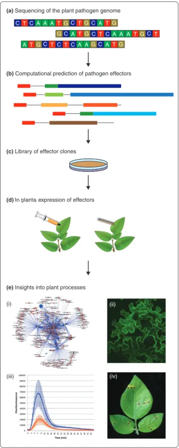 Figure 1. High-throughput pipeline for using plant pathogen  eﬀ ectors to unravel plant processes