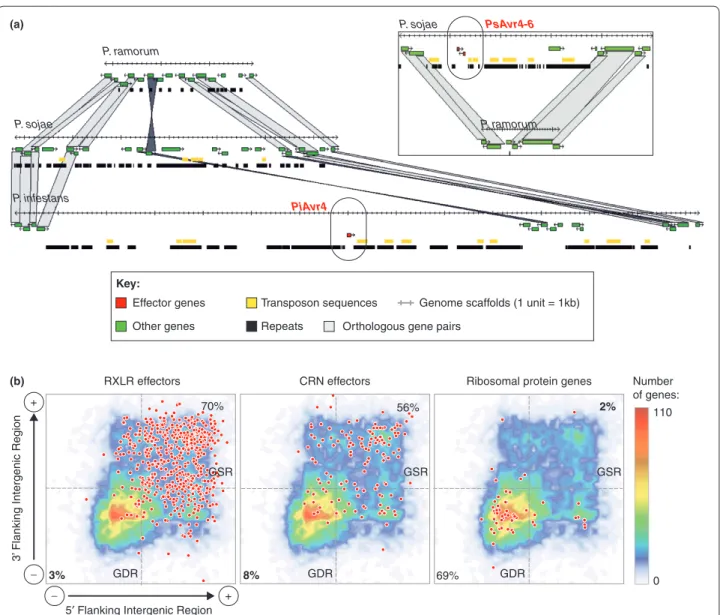 Figure 3. Phytophthora gene-sparse regions are highly enriched in eﬀ ector genes. (a) Alignment of Phytophthora genomes showing the  localization of two avirulence eff ector genes in gene-sparse regions