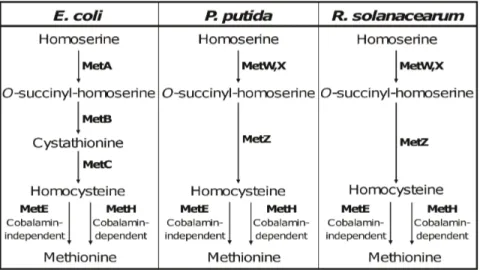 Figure 1. Pathways for methionine biosynthesis in E. coli , P. putida and R. solanacearum 