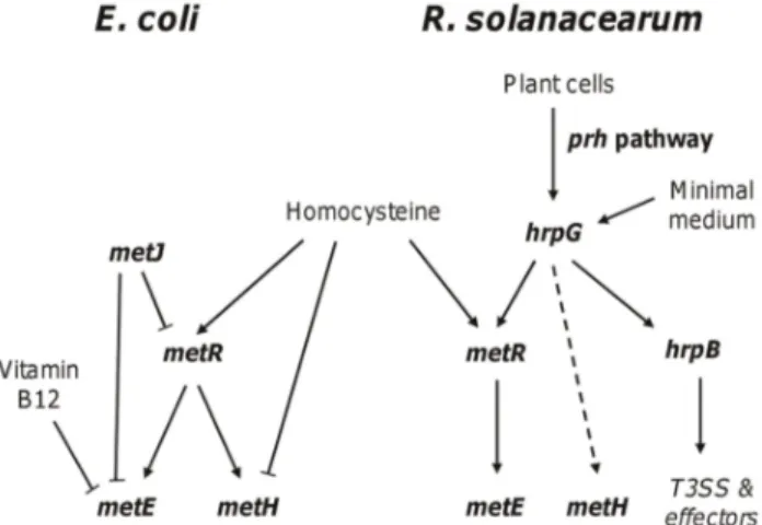 Figure 7. Comparison of the regulation of the methionine biosynthetic pathway in E. coli and R