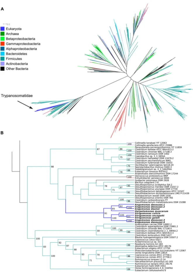 Figure 9. Maximum likelihood phylogenetic tree of ketopantoate reductase (EC:1.1.1.169)