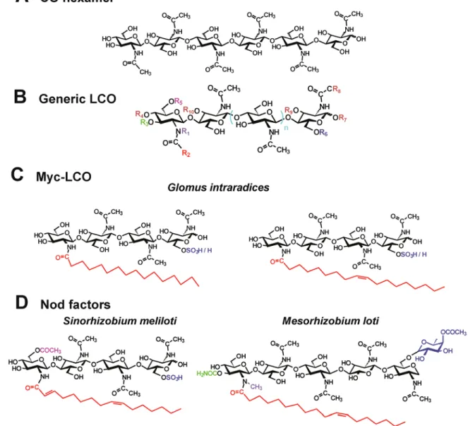 Fig. 1. Structure of chitooligosaccharides (CO) and lipo-chitooligosaccharides (LCO). A, Structure of a CO hexamer, showing alternating orientation of the  GlcNAc residues and linearity of the GlcNAc oligomer due to the  β 1-4 linkages