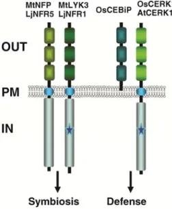 Fig. 2. Schematic representation of the predicted domain structures of  lipo-chitooligosaccharide (LCO) and chitooligosaccharide (CO) receptor  proteins