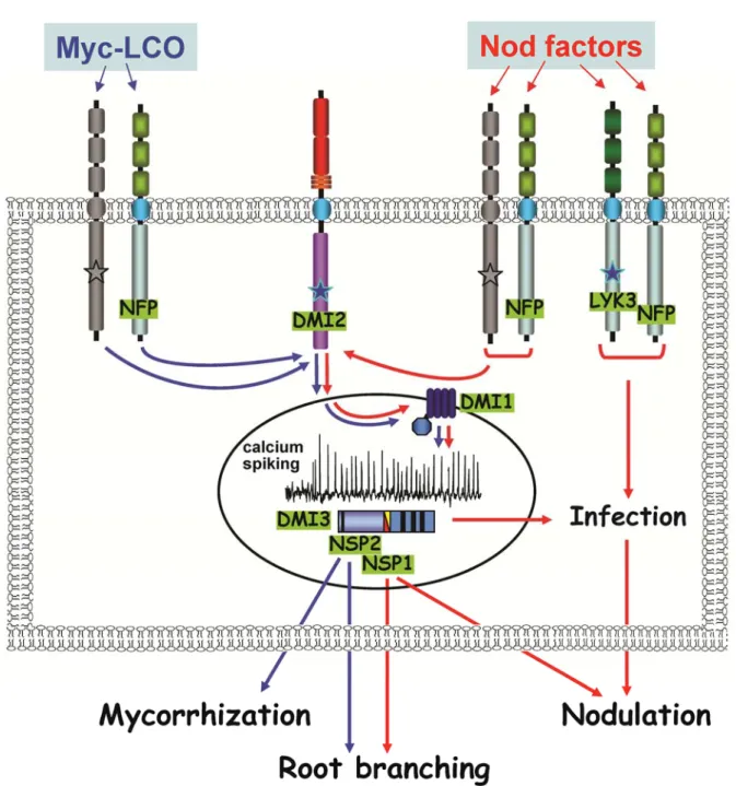 Fig. 3. Model for Nod factor and mycorrhizal lipo-chitooligosaccharide (Myc-LCO) perception and early signaling in Medicago truncatula