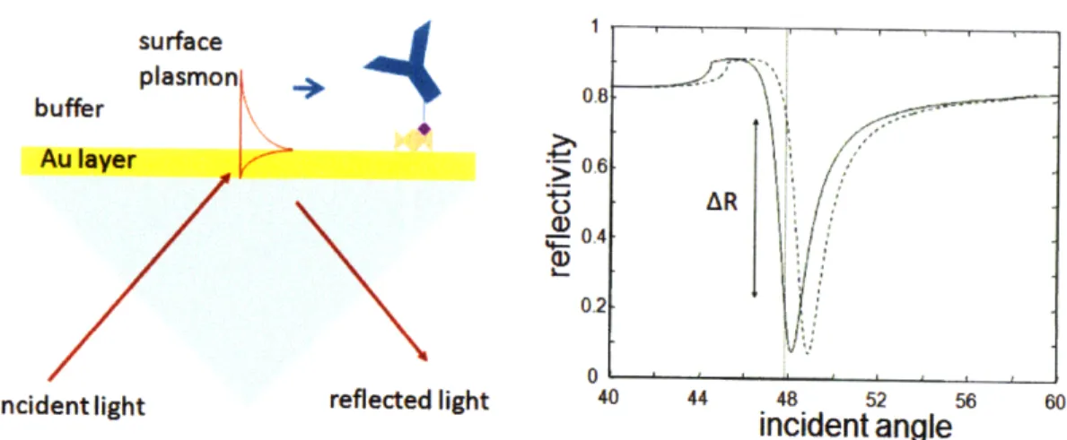 Figure  2-3:  Surface  plasmon  excitation  in  the  Kretschmann  geometry.  Surface  plas- plas-mons  are  excited  at  the  interface  between  the metal  and  low refractive  index  medium (left)
