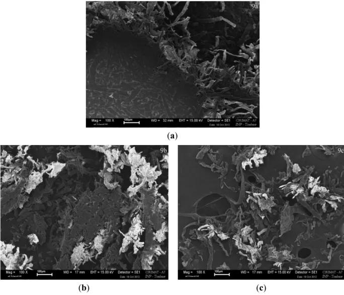 Figure 9. (a) Surface fracture after tensile break of a specimen (standard) In the lower left  corner is the intact surface, and on the opposite appears the inner structure of the material; 