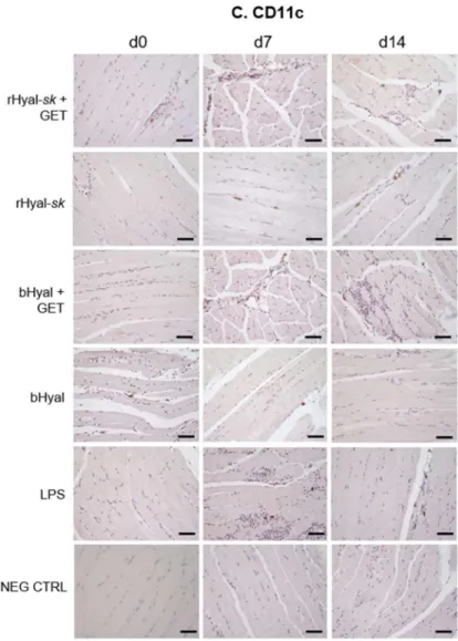 Figure 3. Immunochemistry of muscles treated with rHyal-sk in the presence and absence of GET