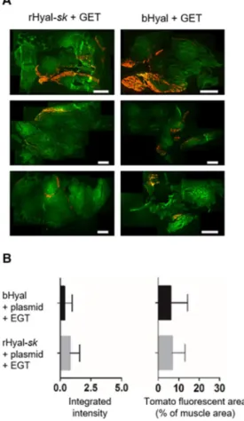 Figure 1. Transfection efficiency of the combination plasmid GET plus rHyal-sk. (A) Representative  cryosections of three skeletal muscles harvested 7 days after tdTomato plasmid GET in presence of  rHyal-sk  or  bHyal