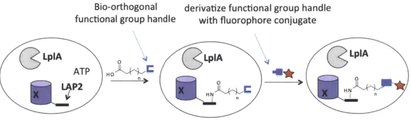 Figure  2-3.  Two-step  LplA  ligation  using  functional  group  handle  and  chemoselective bioorthogonal  reaction inside  live  cells.