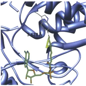 Figure  2-4.  Small  molecule  substrate  binding  pocket  of E. coli lipoic  acid  ligase  (LplA) with  bound  AMP  (PDB  3A7R)