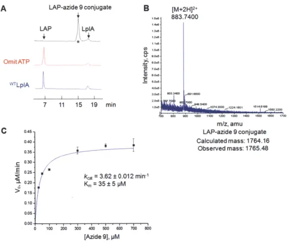 Figure  2-6.  In vitro characterization  of azide  9  ligation  catalyzed  by  LplA(W371)
