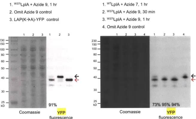 Figure  2-8.  Characterization  of intracellular  azide  ligation yields  by  native  gel-shift  assay.