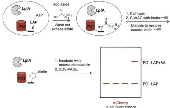 Figure  2-9.  Schematic  representation  of  streptavidin  gel-shift  assay  to  measure  azide ligation yield.