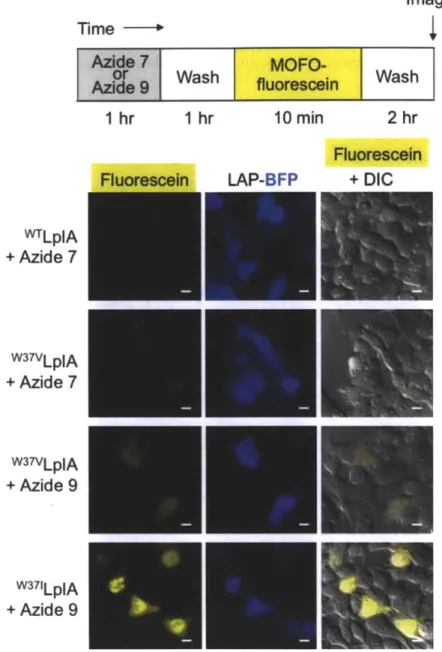 Figure  3-2.  Identification  of the  best  LplA  mutant/azide  substrate  pair  for  intracellular protein  labeling