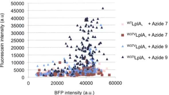 Figure  3-3.  Quantitation  of  data  shown  in  Figure  3-2.  For  each  condition,  the  mean fluorescein  intensity  was  plotted  against  the  mean  BFP  intensity,  for  >100  single  cells.