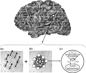 Fig.  1:  The  model  starts  from  a  realistic  mesh  of  the  neocortical  surface obtained from MRI data