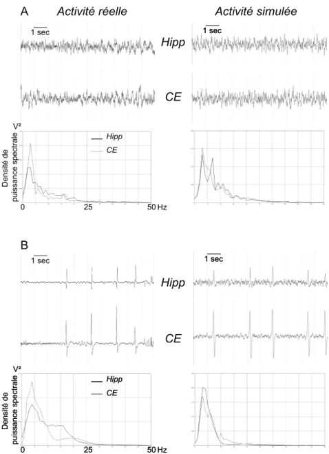 Figure 3: Comparaison entre signaux EEG intracérébraux réels enregistrés dans l’hippocampe (Hipp) et le cortex entorhinal CE) et signaux simulés à partir de  chacun des modèles correspondants interconnectés