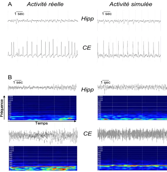 Figure 5 : Comparaison entre signaux EEG intracérébraux réels et signaux simulés. (A) Activité pré-ictale (pointes) (B) Activité rapide de début de crise