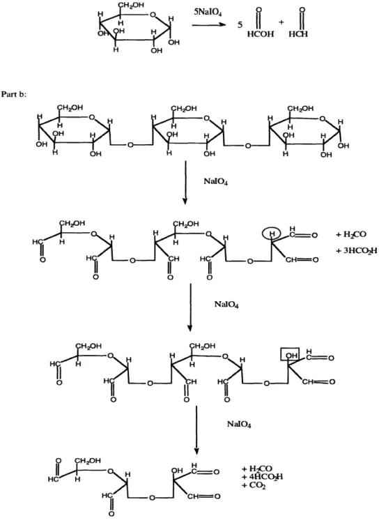 Figure  2.2  The reaction  mechanism  for periodate oxidation  of a glucose  monomer  (A) and for the over-oxidation  of a polysaccharide  (B)