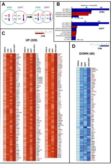 Figure 6. RNA-seq analysis of HCC-1599 cells exposed to ATRA, DAPT and ATRA+DAPT.  Three  paired biological replicates of HCC-1599 cells were grown in DMEMF12 medium containing 5% 