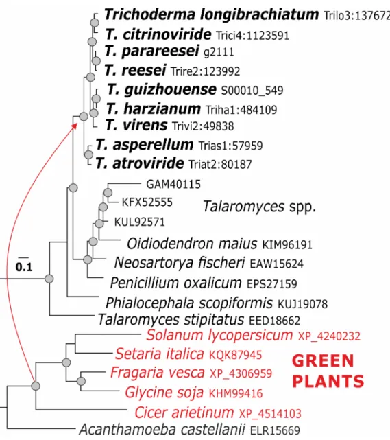 Fig 5. Evolution of swollenin in Trichoderma. The reference sequence Trire2:123992 of T